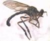 Dioctria hyalipennis